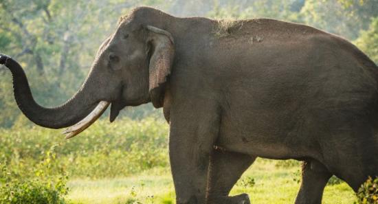 Tame Elephant Injured In Collision With Tipper